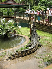 129 Cairns Tropical Zoo